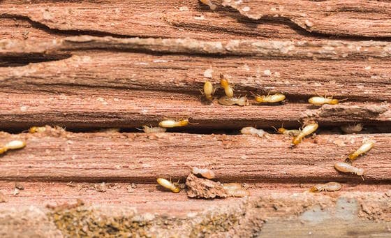 Diagnostic termites